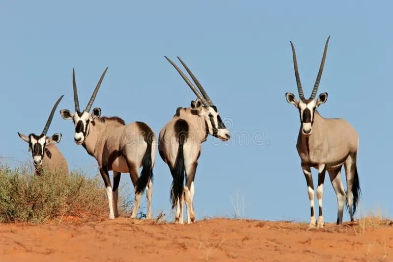 image-Agadir: Wildlife National Park Souss Massa visit with Lunch