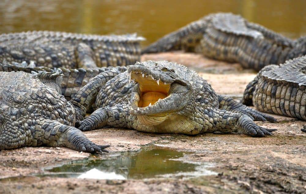 image-Agadir or Taghazout: Crocodile Park Trip with Entry Ticket